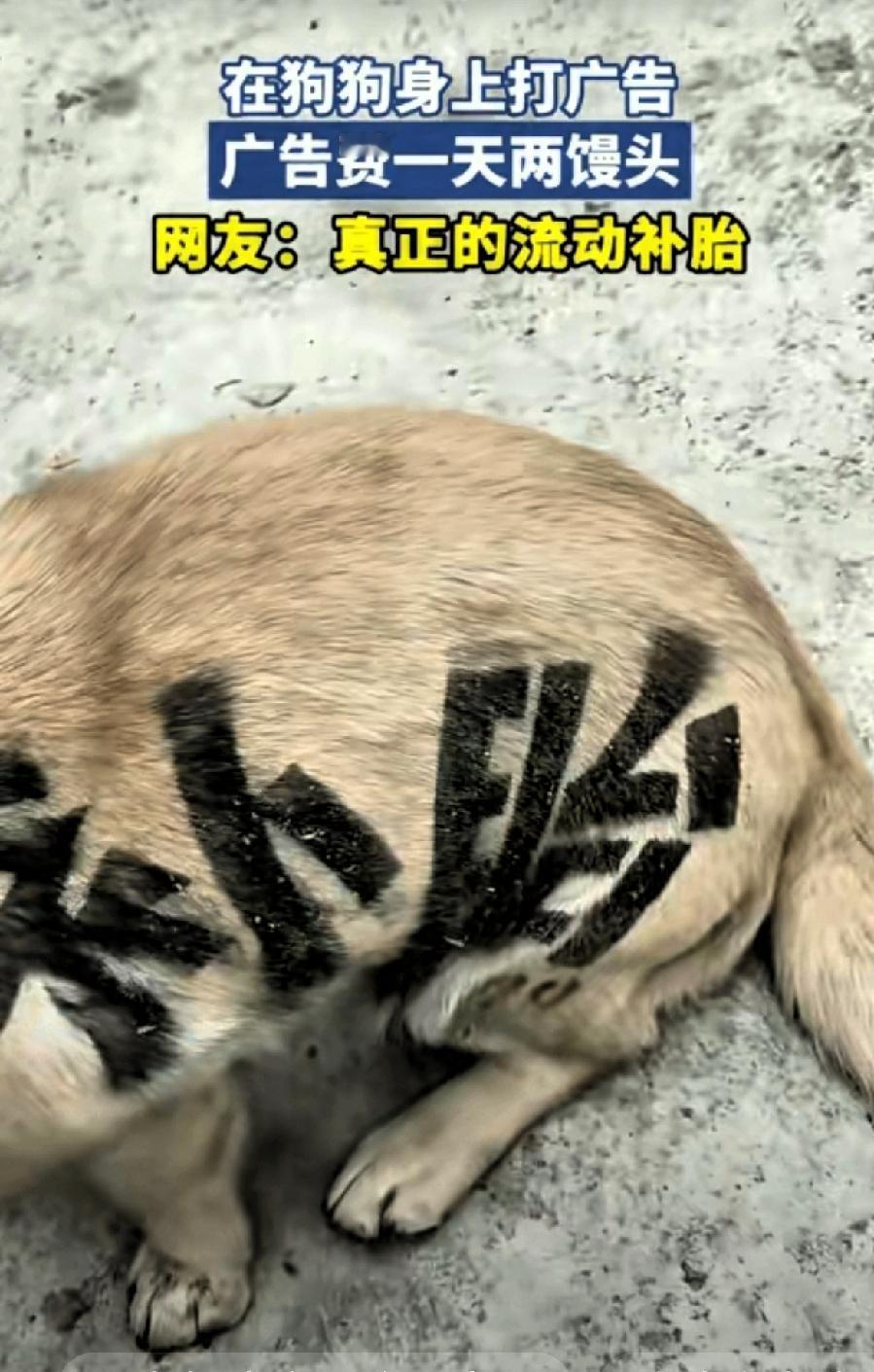 笑不活了！真的啥办法都敢想！太有创意了！一补胎店老板生意不景气，想了一个奇葩主