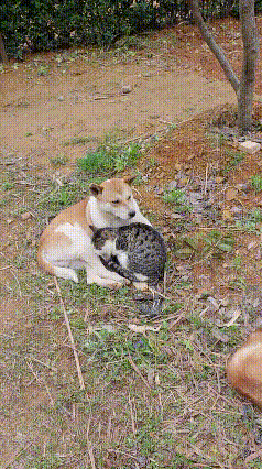 视频直接笑喷！谁家小猫咪这么会粘人啊，死皮赖脸往狗子怀里钻，主打一个我不管我就要