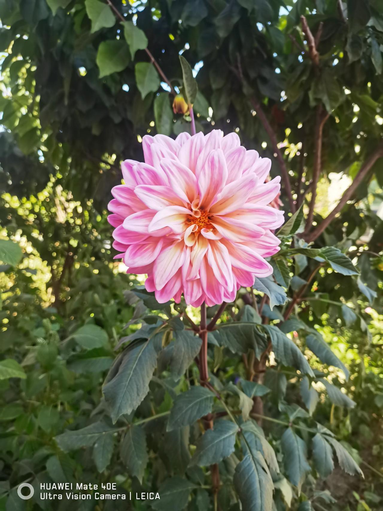 東北的秋天，路邊的鮮花依然在寒風中綻放。