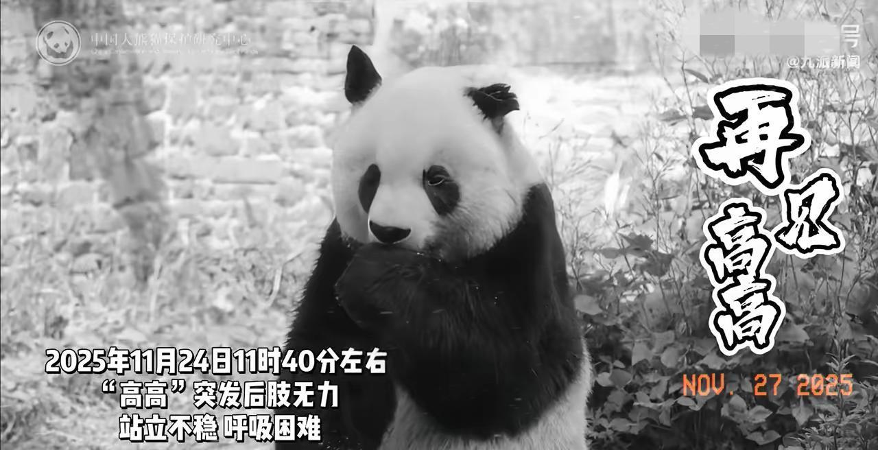 一路走好！33岁大熊猫高高离世，从野外救护到跨国归来一生温暖了无数人泪目！