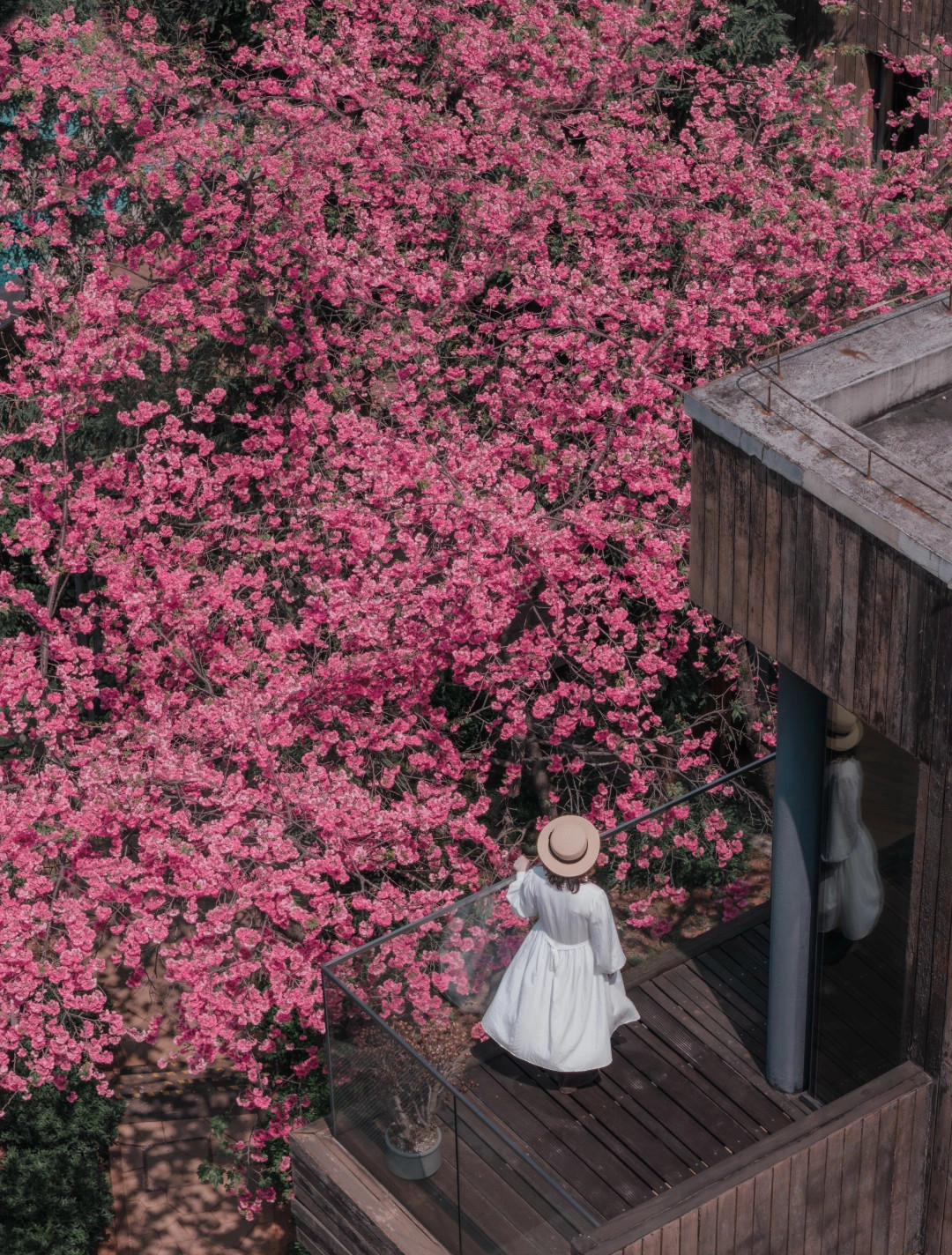 昆明❗️凭什么你们就活在满城春色里