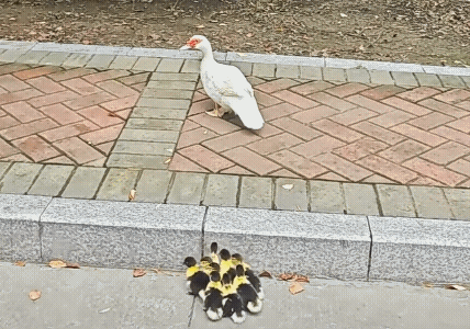 妈妈的耐心，孩子的坚持，真棒，最后全部都跳上去了！[赞][玫瑰][比心]