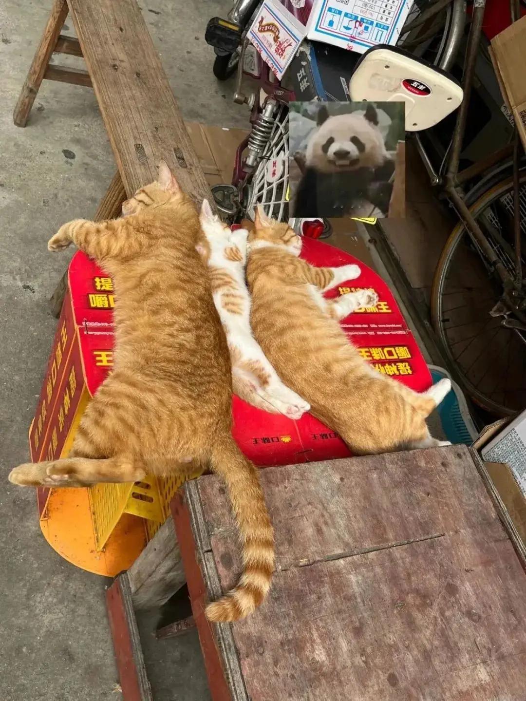 中间的猫:干脆杀了我吧！