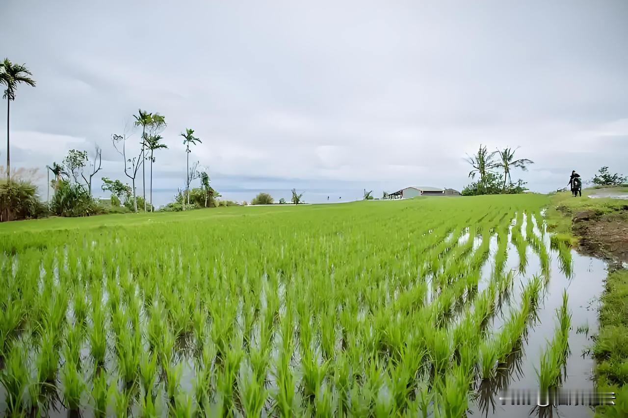 “不是谁死谁有理！”四川成都，76岁老人腿脚不利索，去稻田边溜达，2次蹲下洗手，