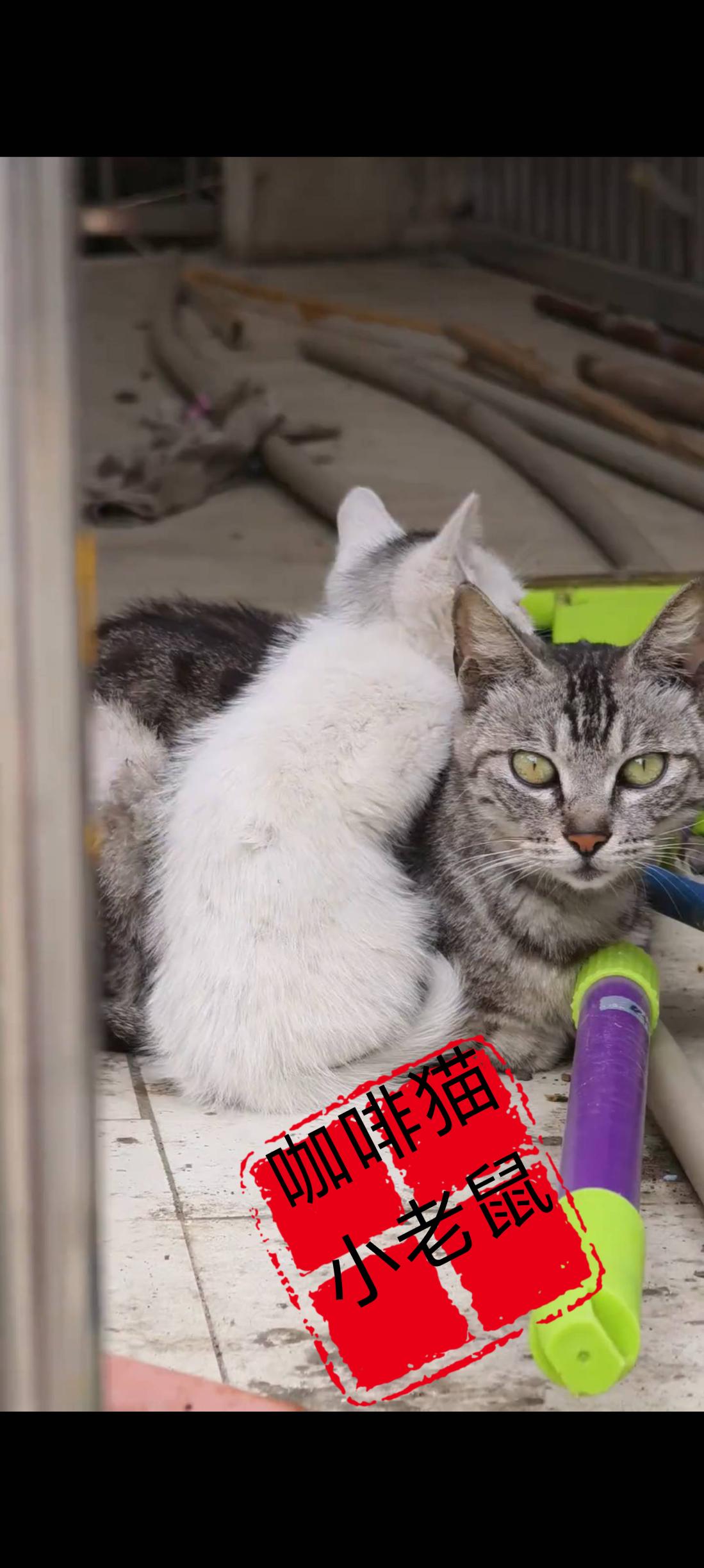 猫妈妈把生病的小猫全部都带到了一处楼梯口的过道上，只为恳求过往的行为能够救救自己