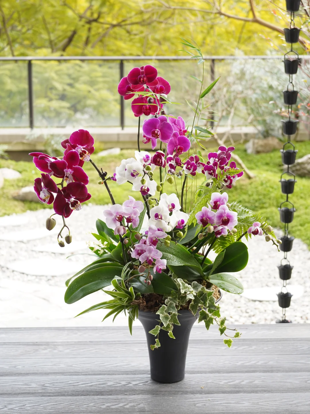 暖房花礼蝴蝶兰入主新家