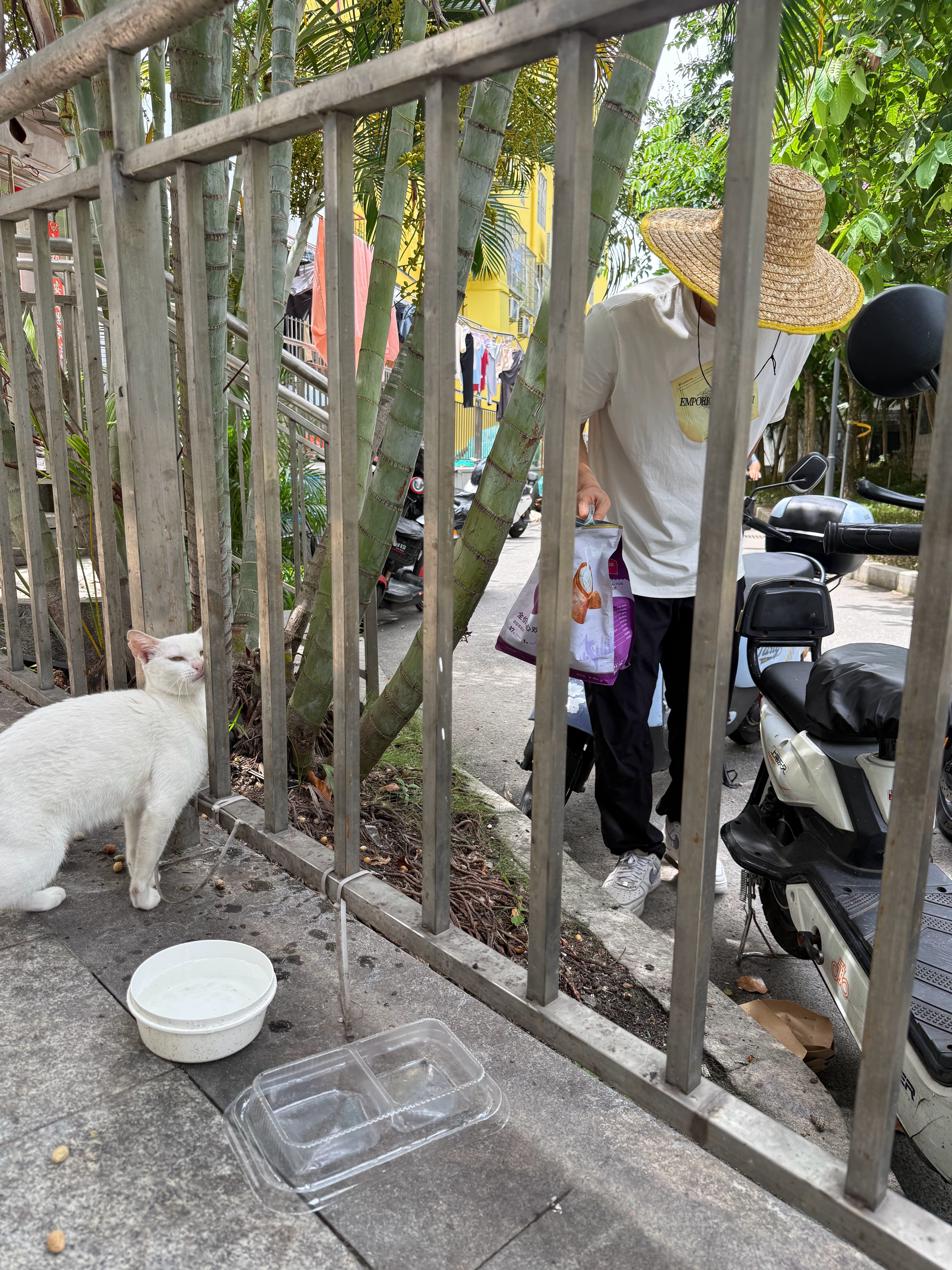 没想到大白天爸比路过送货也给咪送好吃的！流浪猫