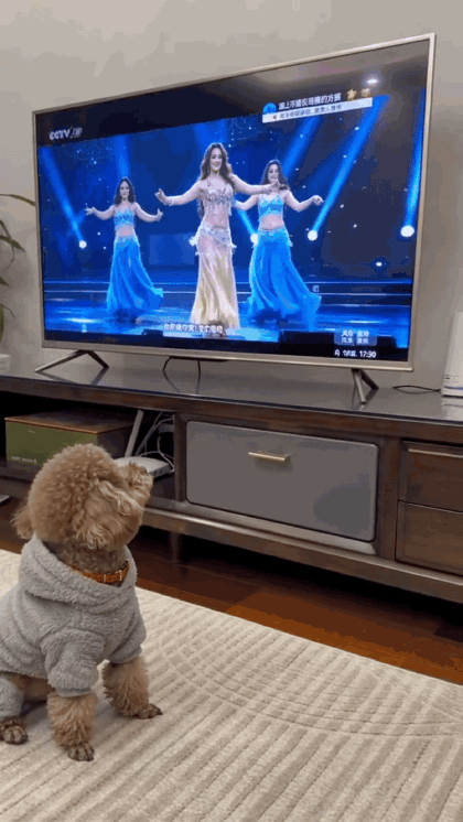 这只小狗简直可爱到爆棚，居然模仿电视跳起了肚皮舞！不得不承认，