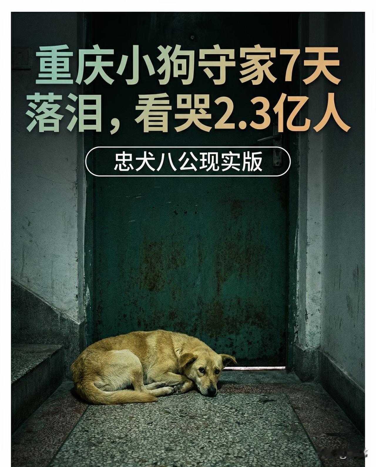 泪目了！一位大哥养了一只狗狗，一直来对它宠爱有加，可遗憾的是大哥突发疾病离世，而