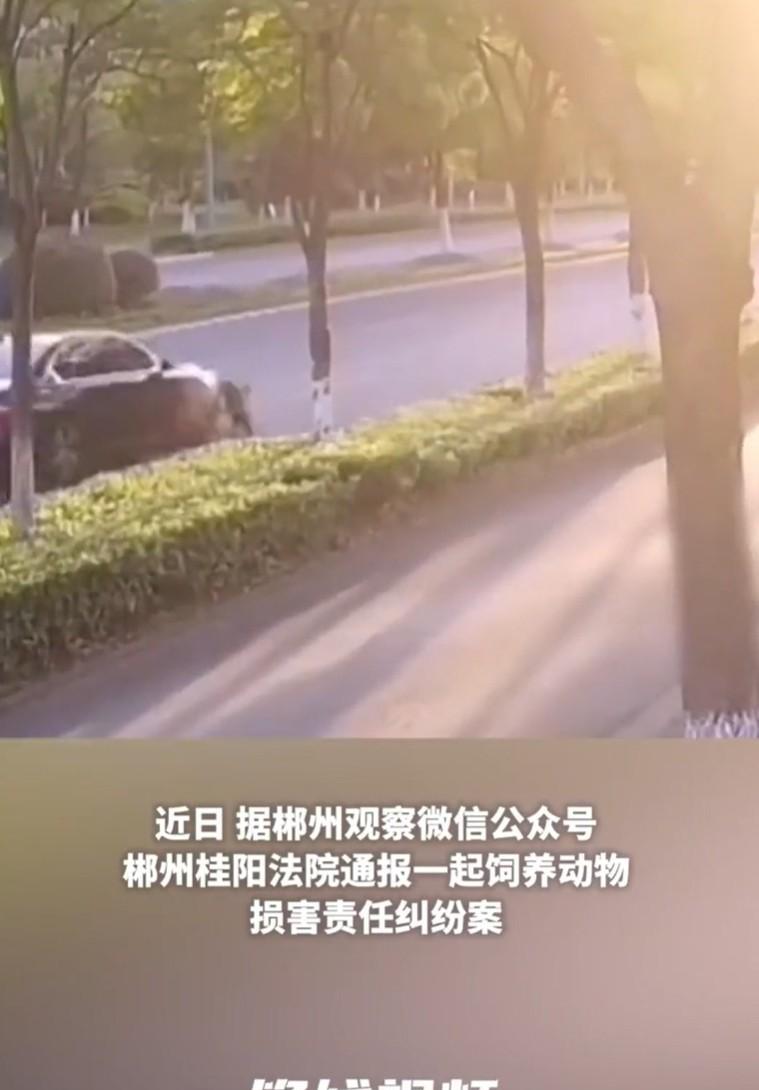 湖南郴州，一男子驾车不慎碾压了路边窜出的黑狗，然后扬长而去。不料，受惊黑狗竟转头