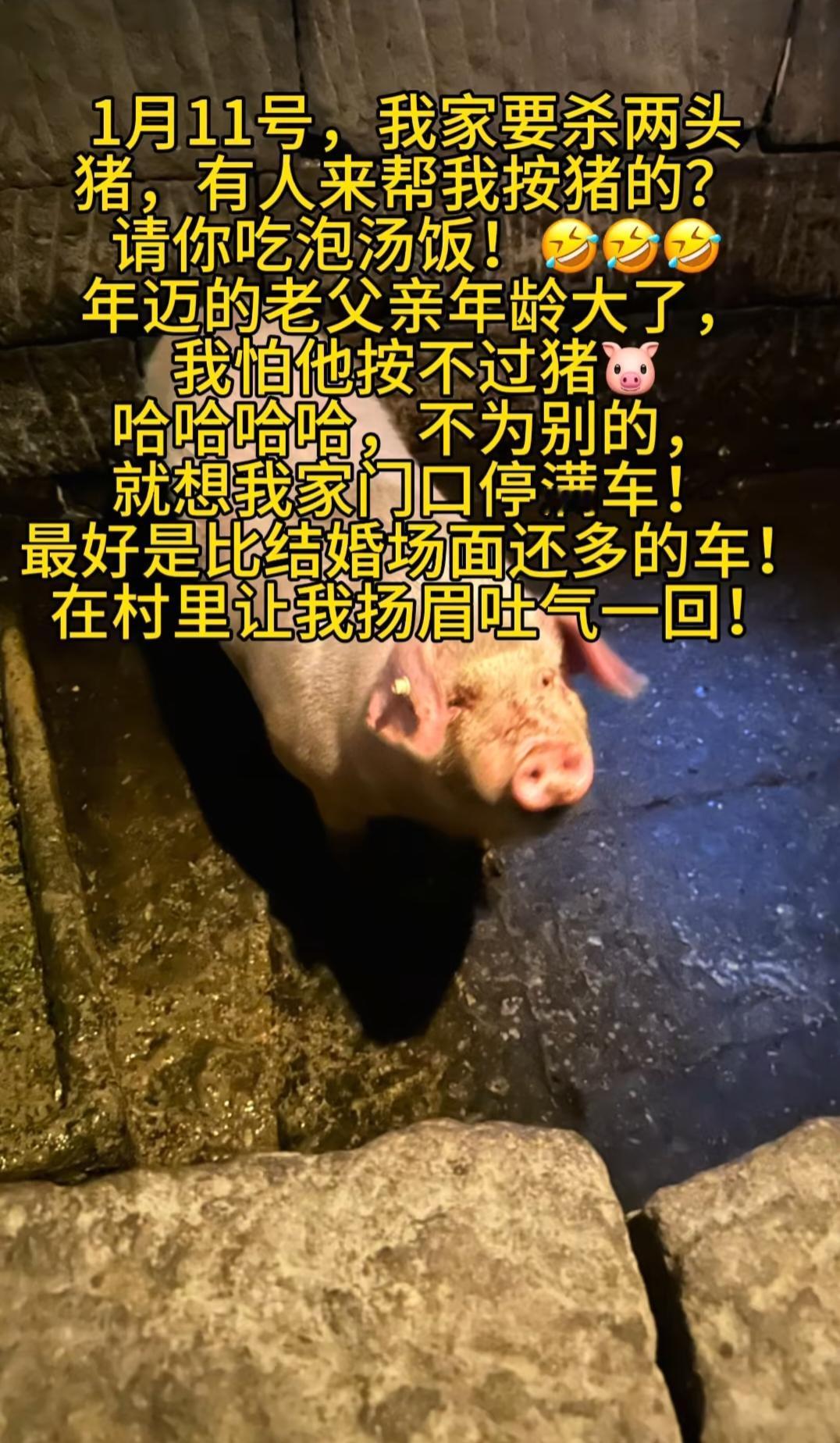 真闹大了一名重庆博主在1月9日发视频求助说家里在11日要杀两头猪，因为家