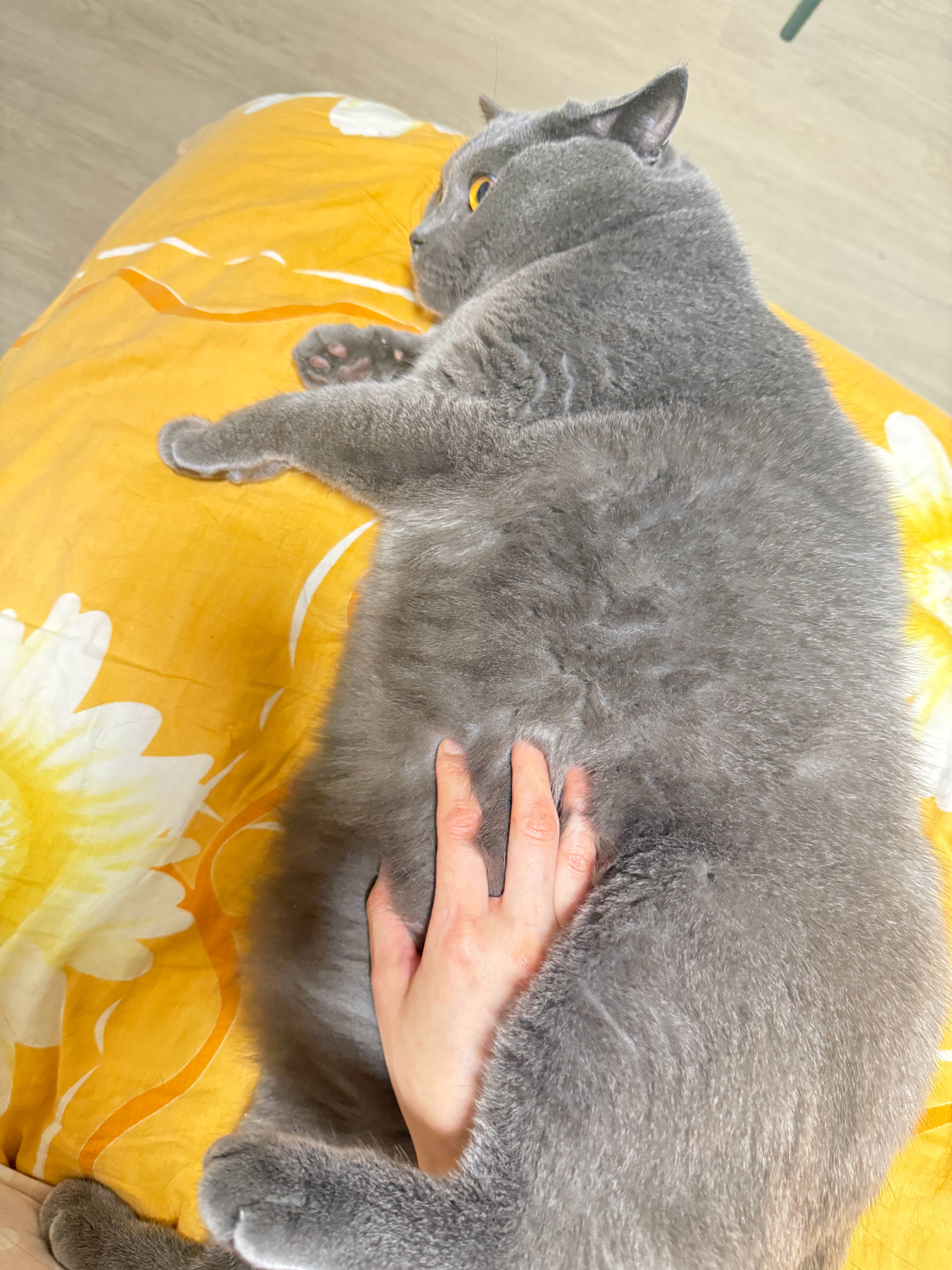 小猫咪的肚子真的好好摸，软乎乎的 ​​​