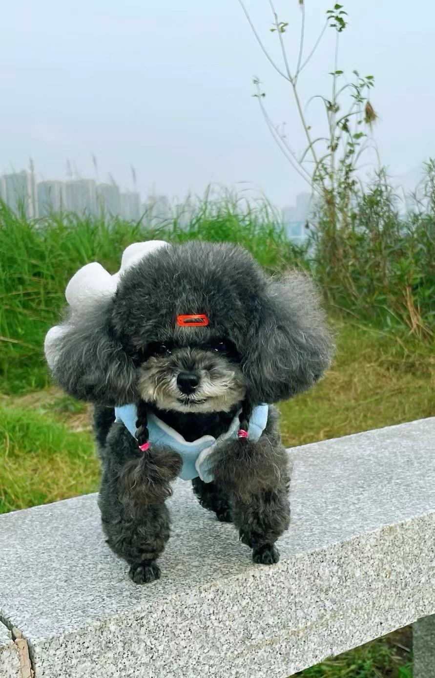 重庆朋友养的宠物狗，名字叫梦梦，有了可爱萌萌哒的小公主狗狗陪伴，朋友退休生活开心