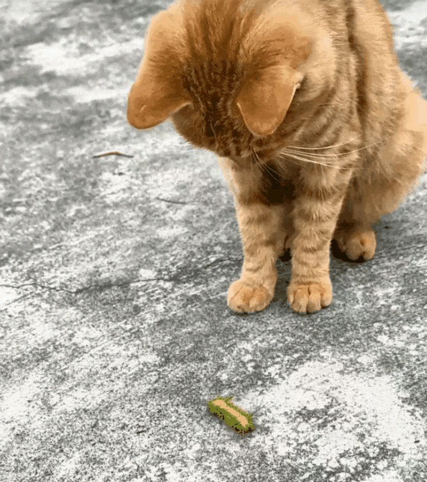 这只橘猫眼里写满了无畏，甚至带着一丝老子天下无敌的傲慢。殊不知，现实的巴掌