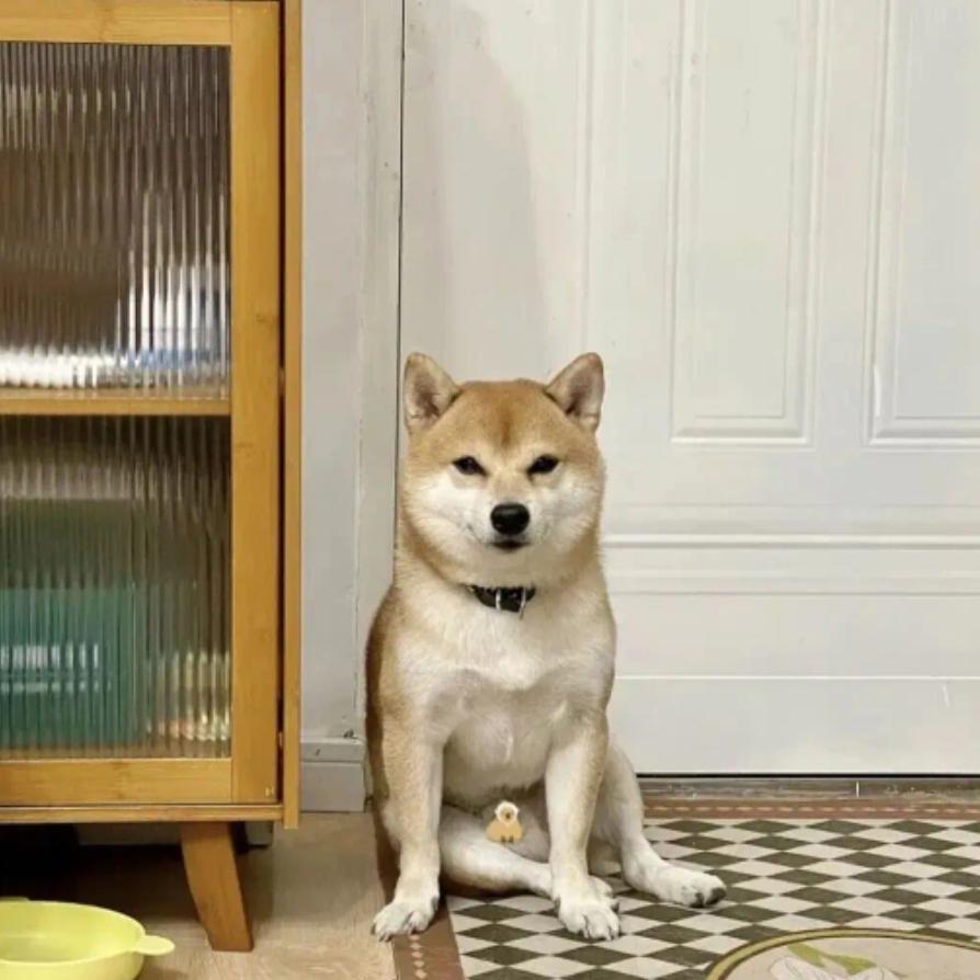 出门内急把狗子挂在了公厕门口，结果一出来它变成了打卡点！谁懂啊！人有三急真