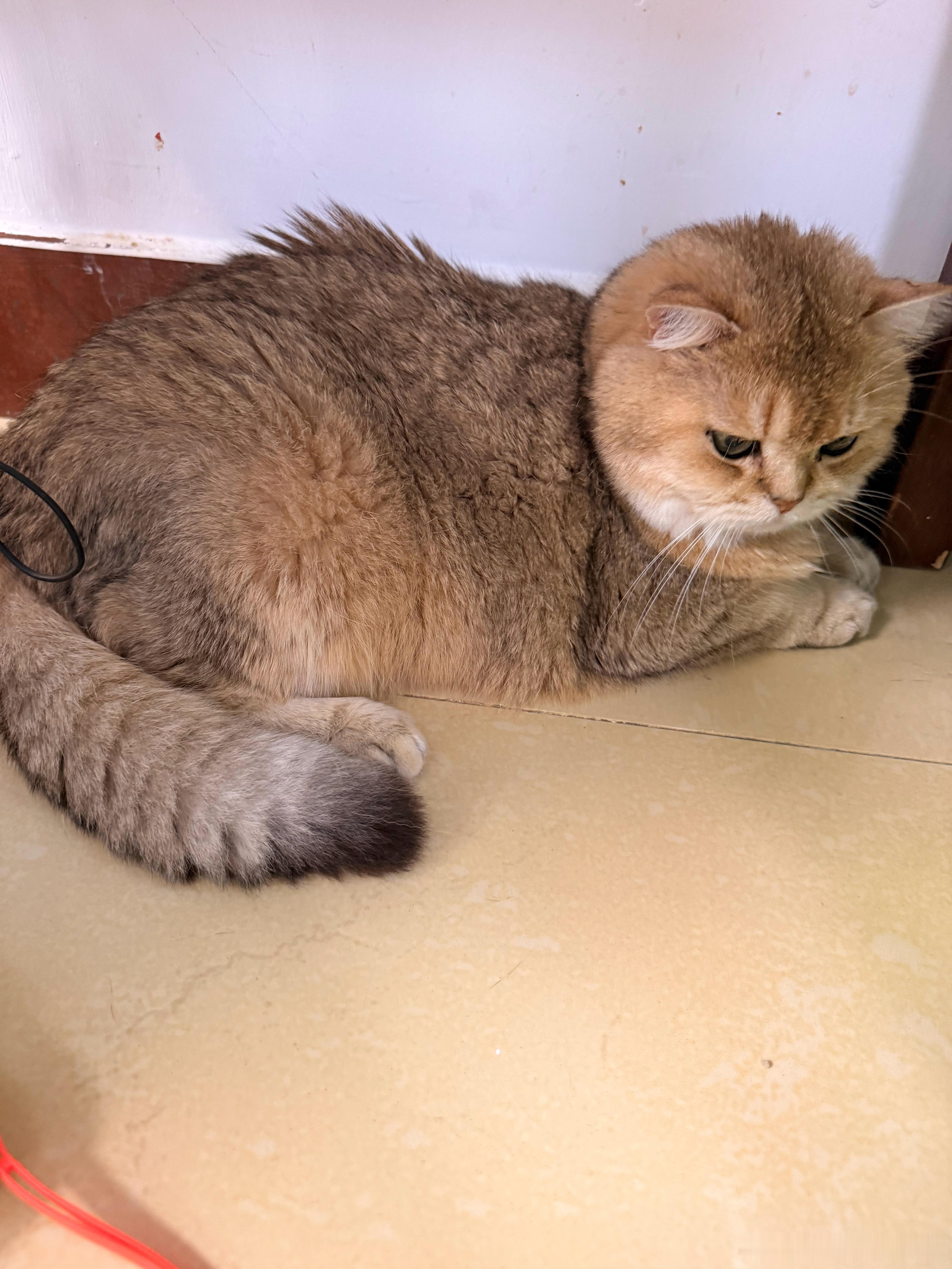 不敢相信它11岁，真奶萌宠猫咪