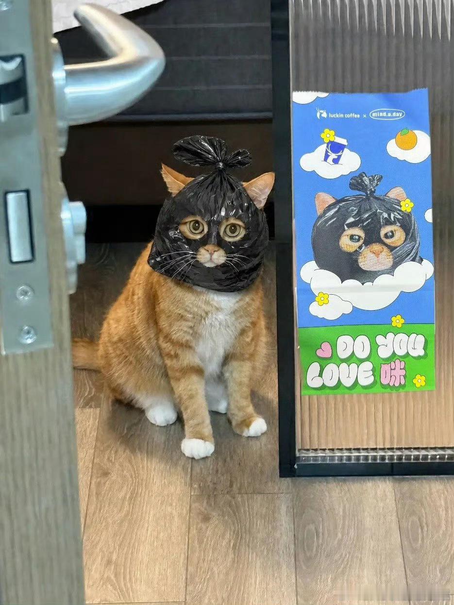 谁来管管现在的垃圾袋谁能拒绝印着小猫咪的垃圾袋啊！可爱的猫咪图案鲜活灵动，把普通