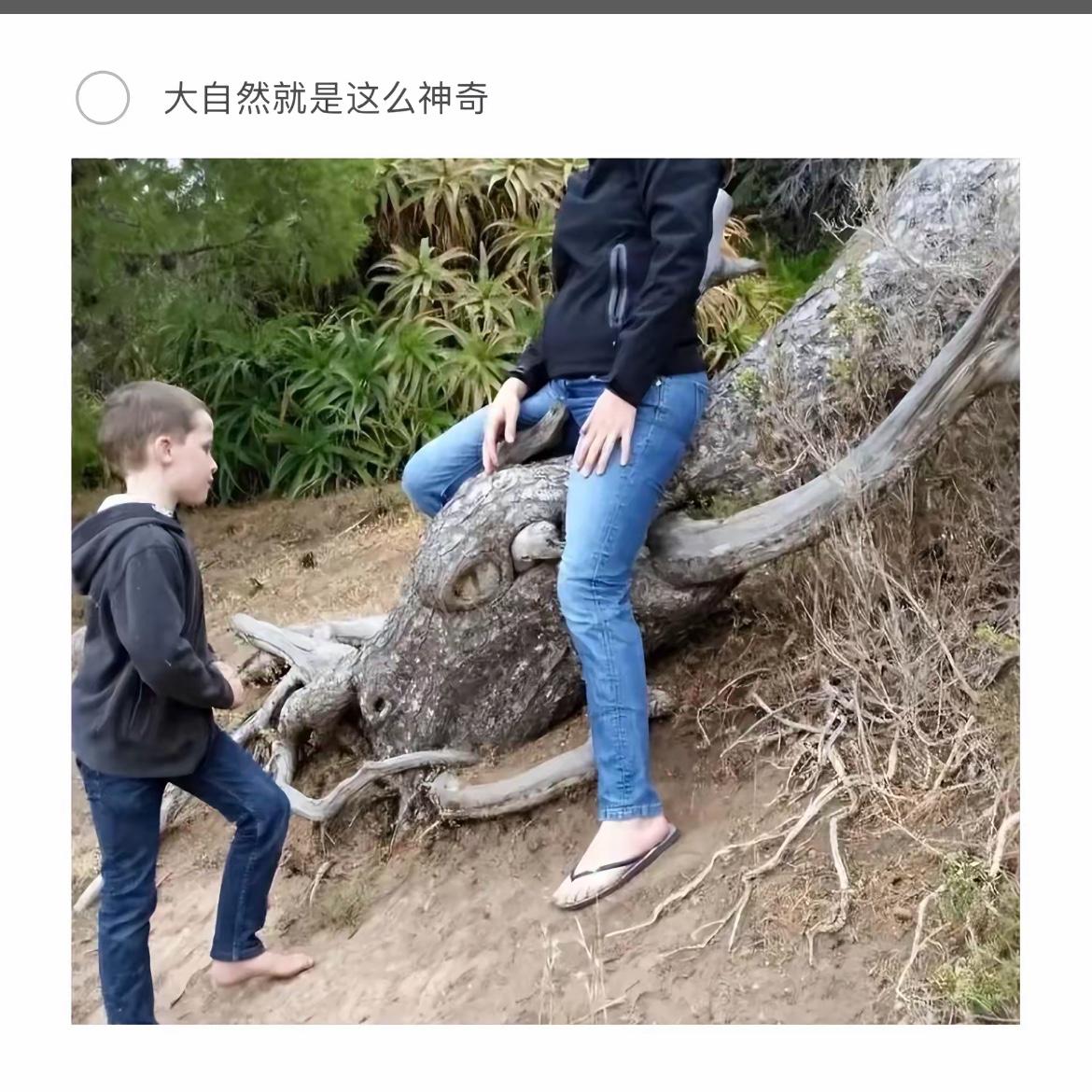 大自然真奇妙，树干像什么？