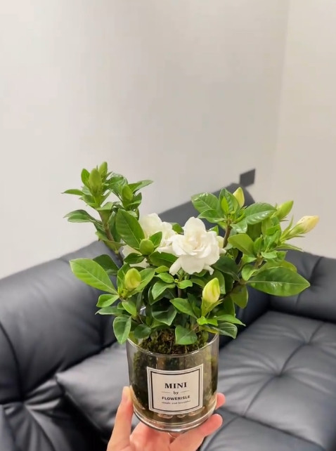 比香水好闻~水培栀子花🕊十来块香飘满屋啦！