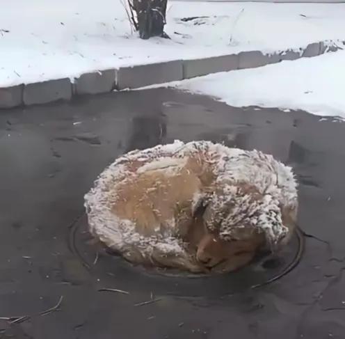 昨晚下了今冬第一场雪，早晨出去散步，看到一处下水道盖板上卷缩着一只流浪狗。身上落