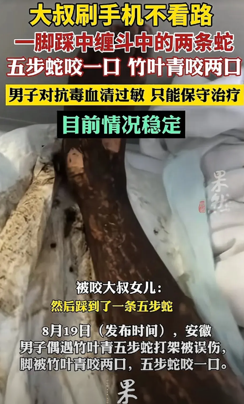 安徽乡村的傍晚，男子一边散步，一边看手机，不小心踩到了正在路边缠斗的两条蛇。五步