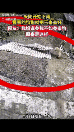 事情做到这个份上这绝对不是一个鸡腿能解决的问题吧！