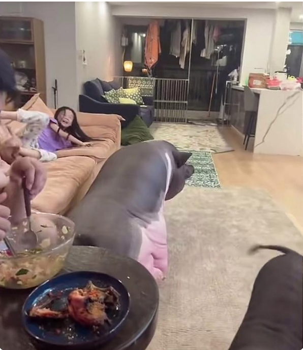 这两头猪可真是好福气，能住这么好的大房子