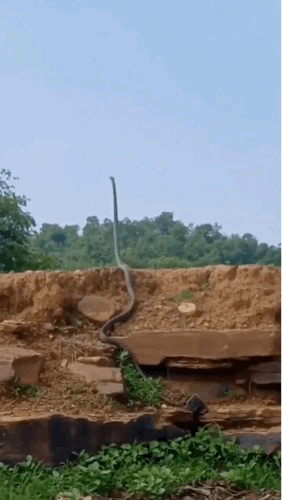 长得高才能看的远