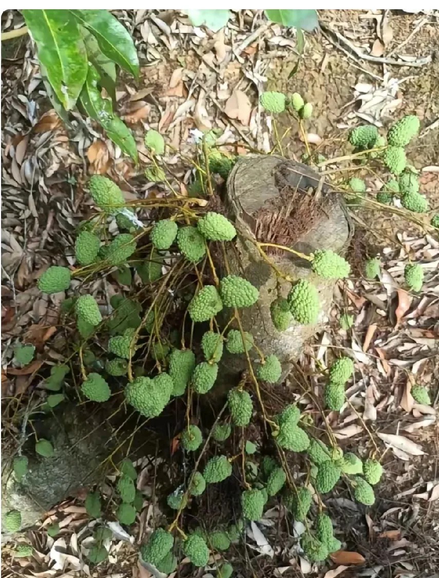 什么品种荔枝，砍完了还地上结果