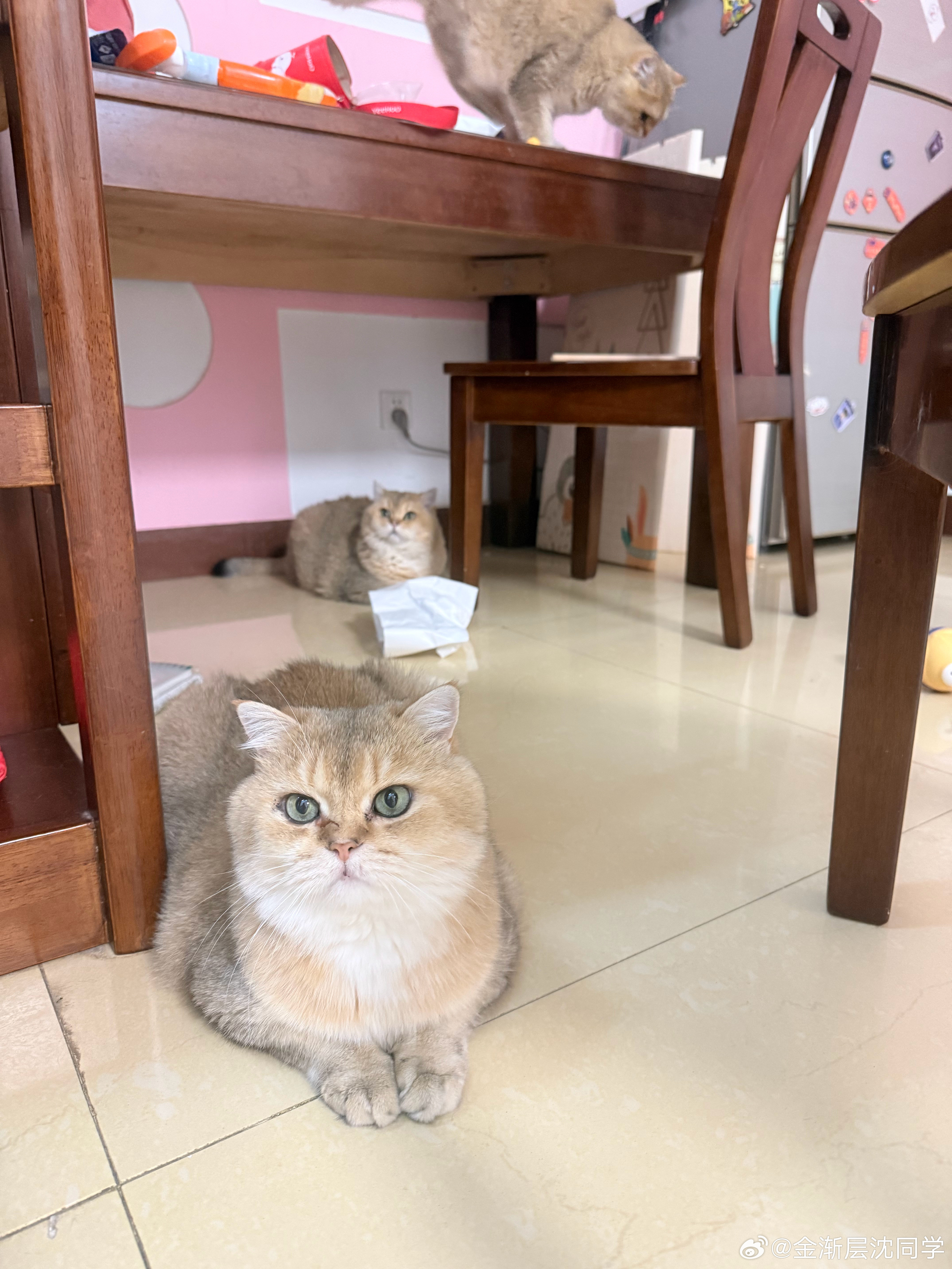 哈哈三猫表情各异[抠鼻]萌宠猫咪​​​