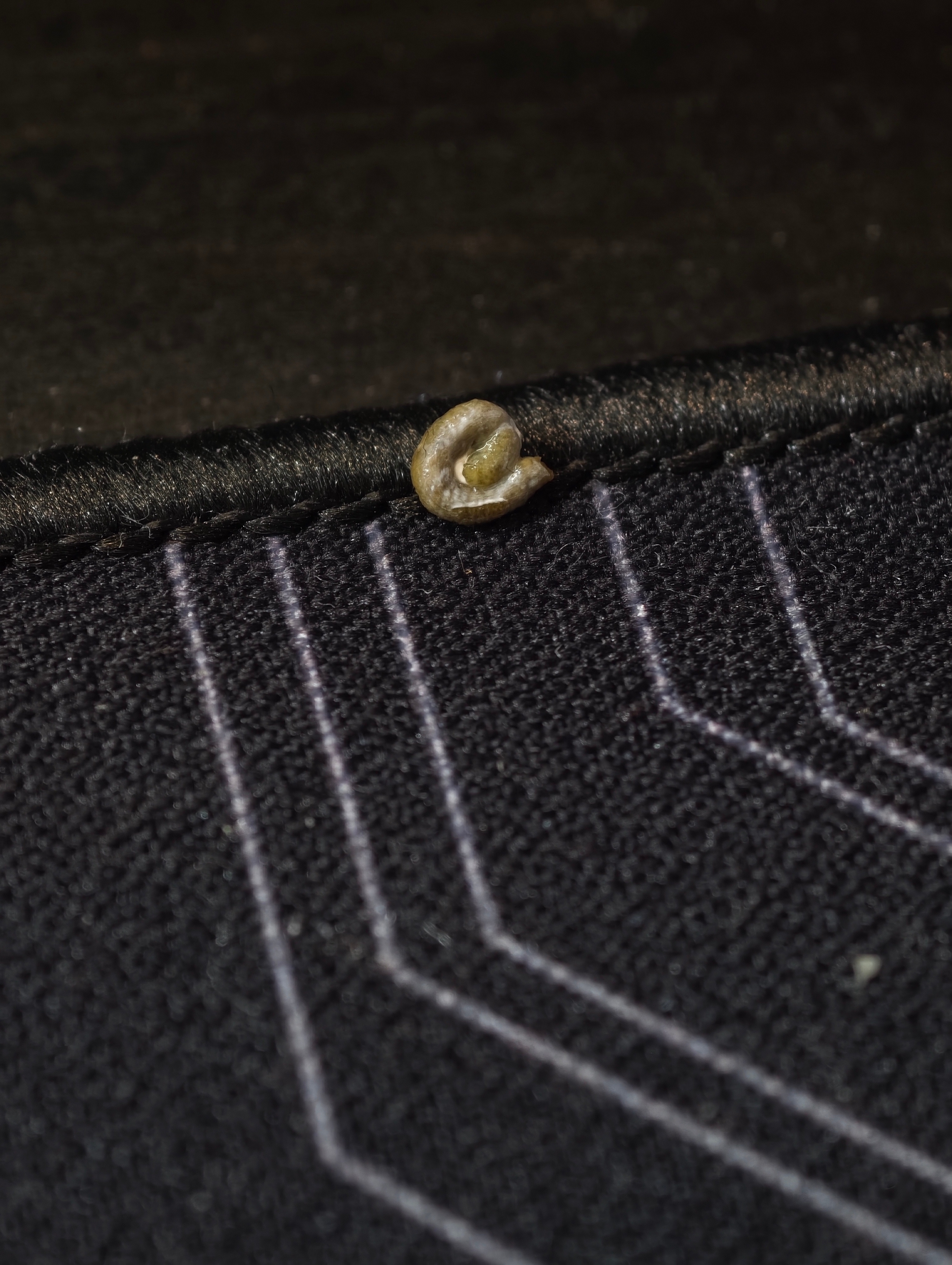 在我鼠标垫上拉了一坨之后，又飞到我眼镜上面，拿屁屁蹭我的眼镜腿鹦鹉小蓝和布丁