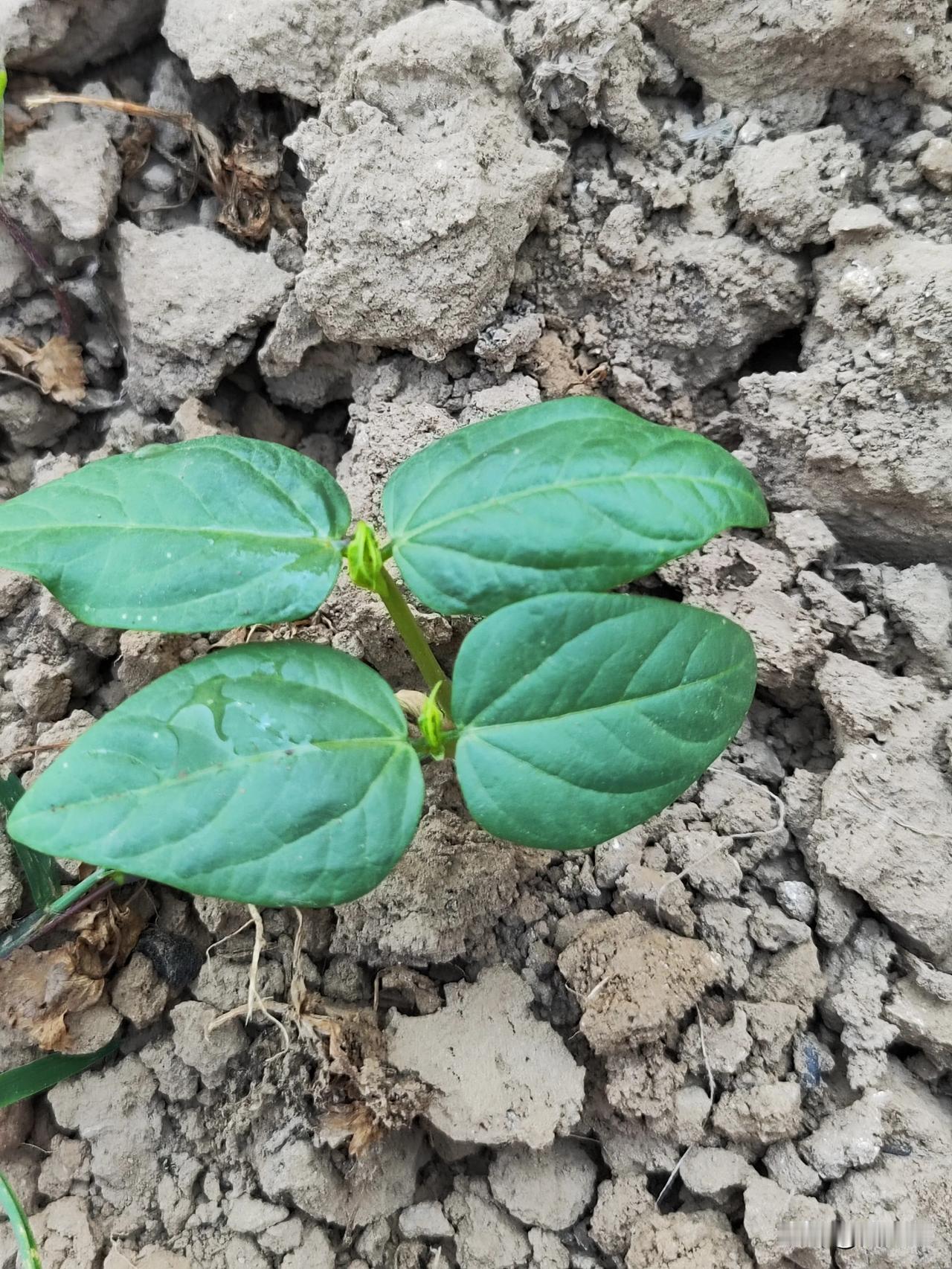 四月份是最忙碌的季节，清明至谷雨这段时间，是种植与移栽瓜果的黄金期。忙碌了这么多