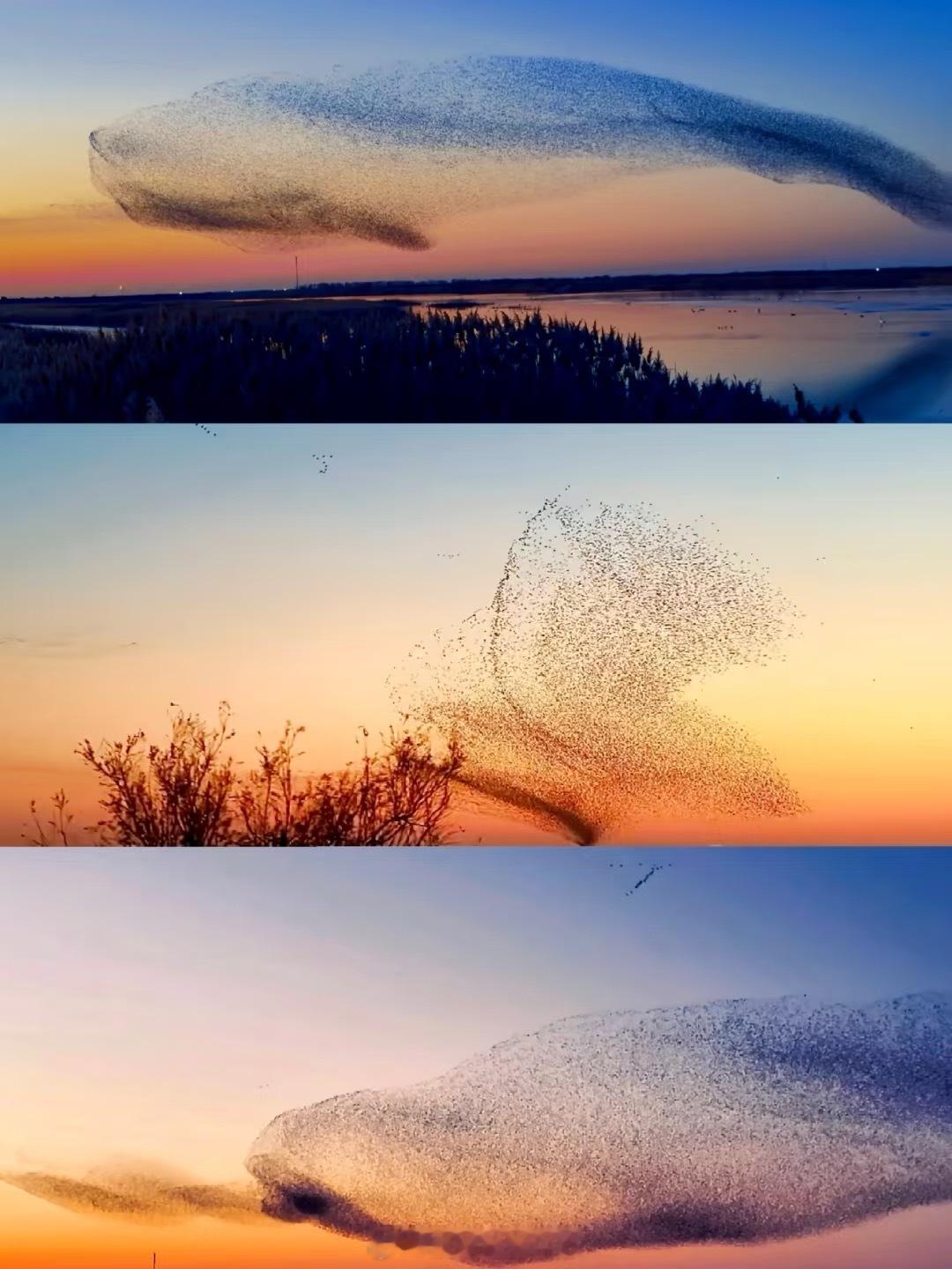 北冥有鱼竟然是真的庄子原来是写实派啊？！真的美我一大跳！