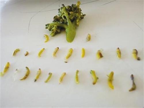 西兰花中有这么多小虫子! 那是因为你不会这样洗!