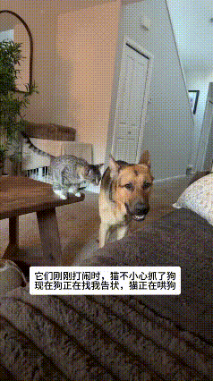 笑不活了！猫狗吵架后的名场面，卑微小猫在线求原谅谁能想到，小动物的爱恨情仇