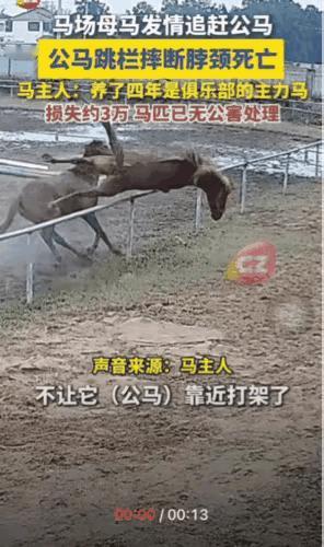 心疼公马3秒钟。安徽六安一马场里，一匹发情的母马想接近一匹公马。公马却不想让那