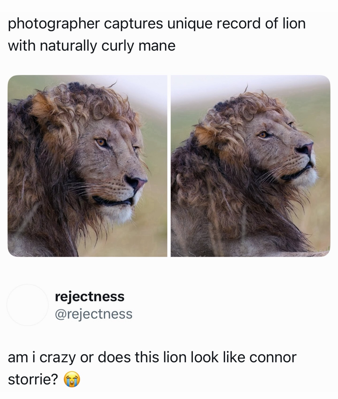 摄影师镜头捕捉到一只卷毛的野生狮子走红，网友评「是我疯了吗？这只狮子看起来好像C