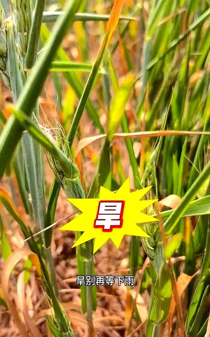 别再等下雨，该浇及时浇。大伙儿可记好了，特别是麦子扬花那几天千万别急着浇！这