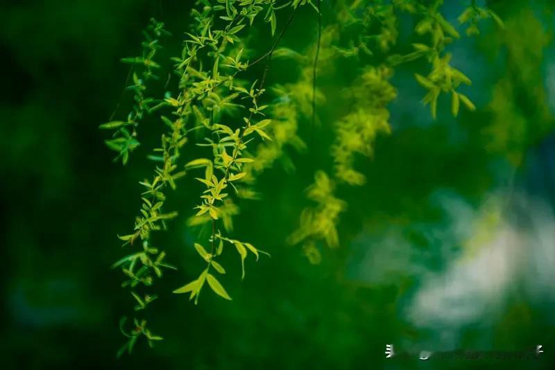 看到“春风飞花处处香”这个上联，瞬间来了兴致。这上联描绘出一幅春风轻拂、花朵纷飞