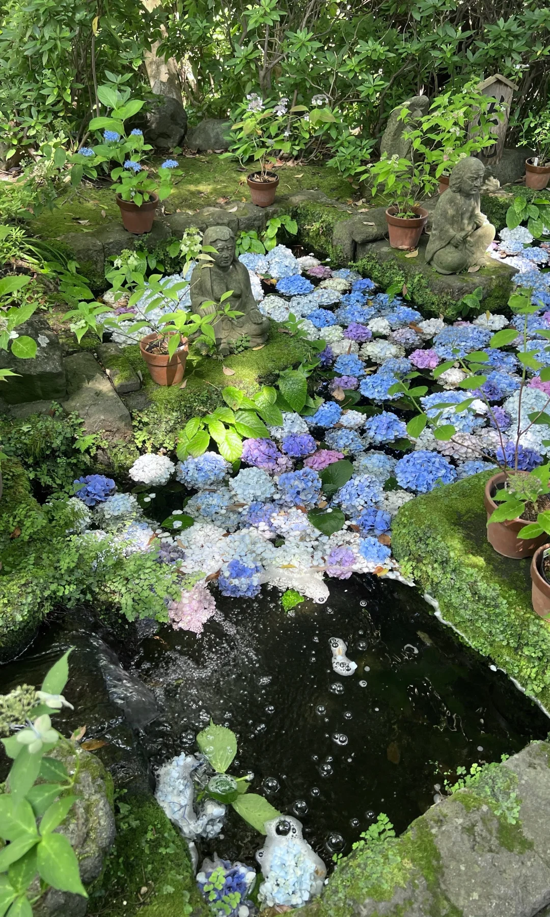 日本solotrip：镰仓长谷寺绣球花祭~