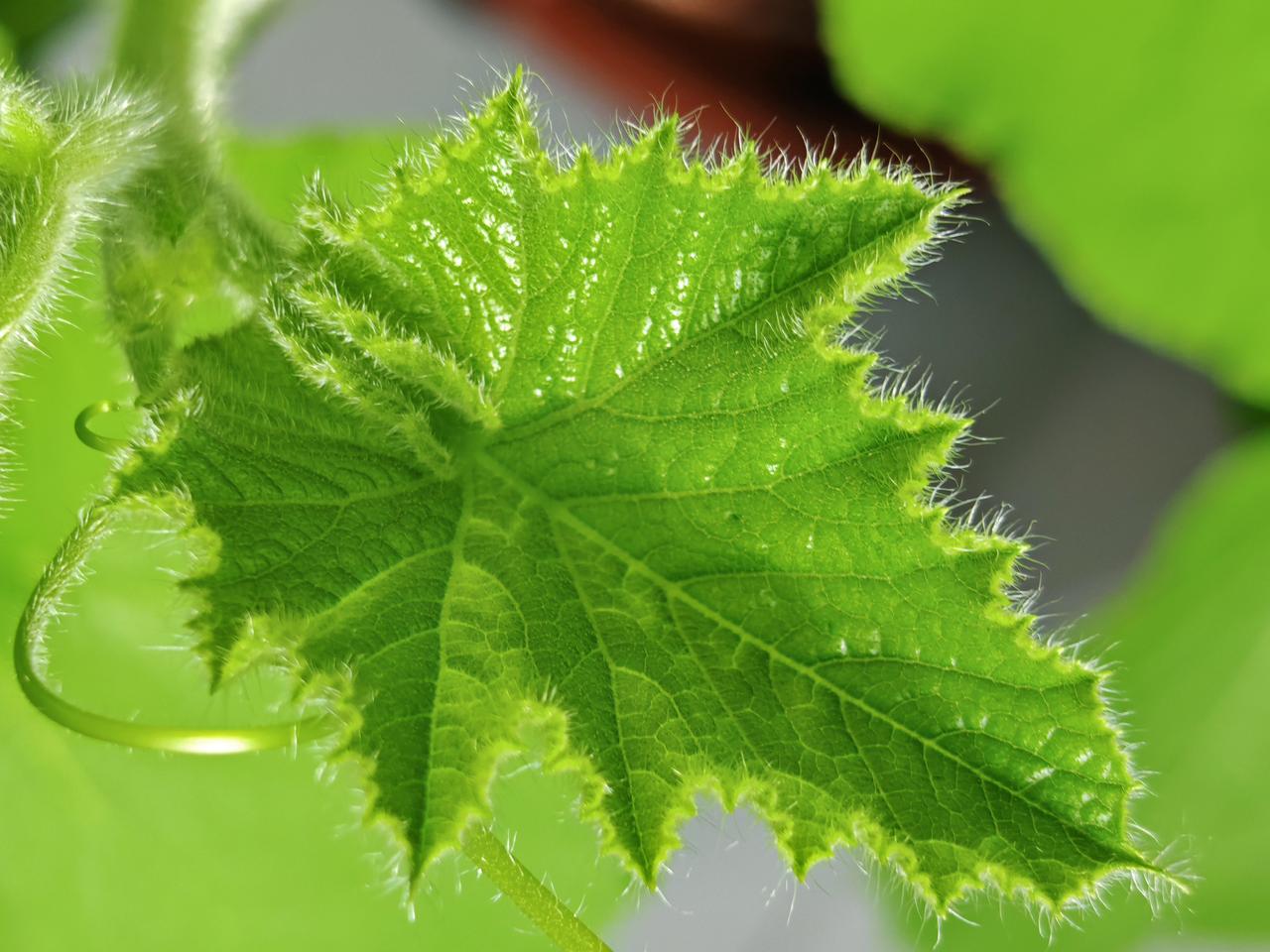 与痛风斗争的历程179早上起床，浑身关节都还算安稳，右膝盖的痛感轻了