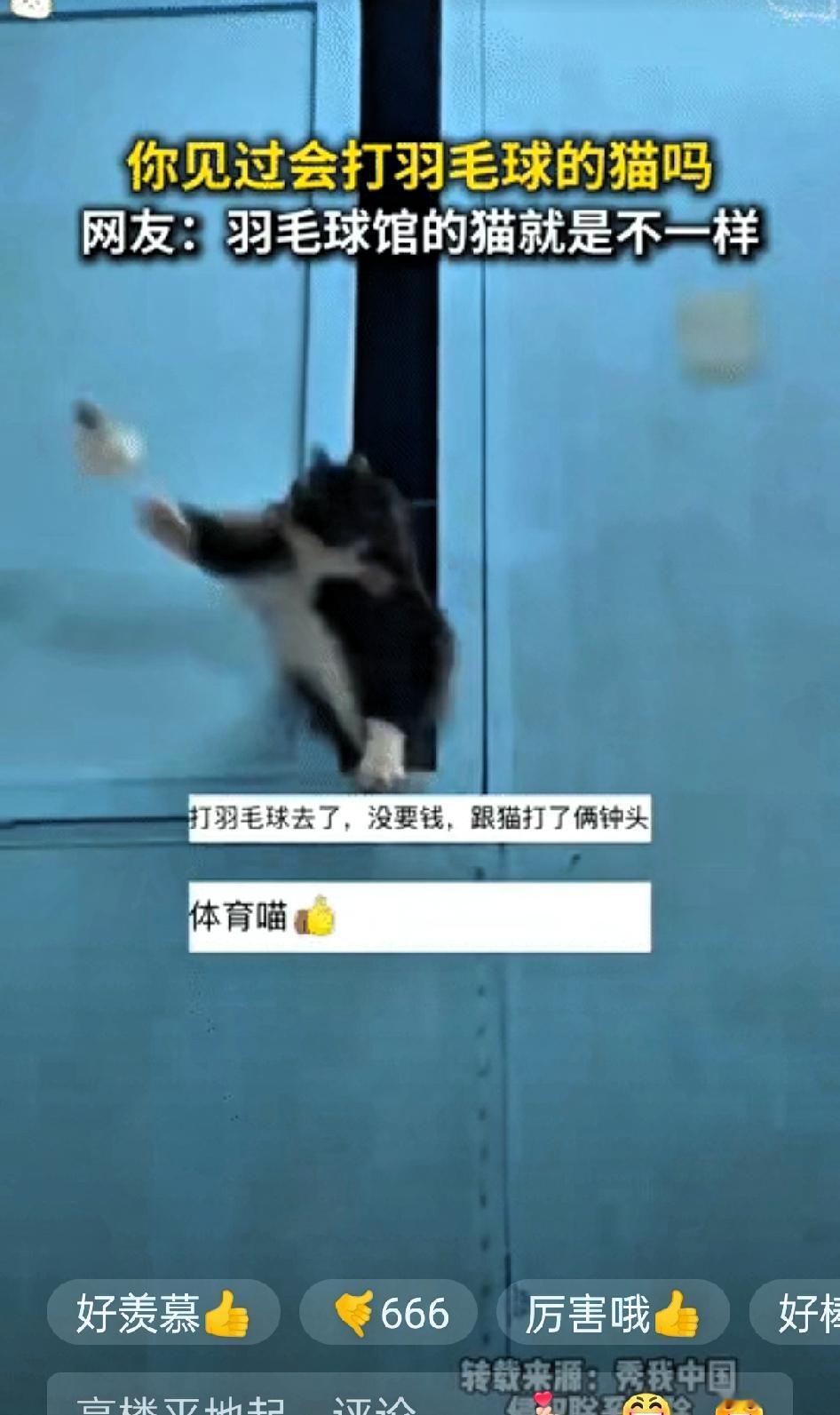 解释不清了”近日，山东淄博，一羽毛球馆收养了四五只流浪猫，本想给毛孩子一个安身之