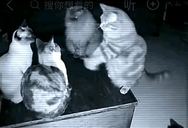 这是小区监控拍下的离奇一幕...似乎猫妈妈正和它的三个孩子商议今夜的行动方案。