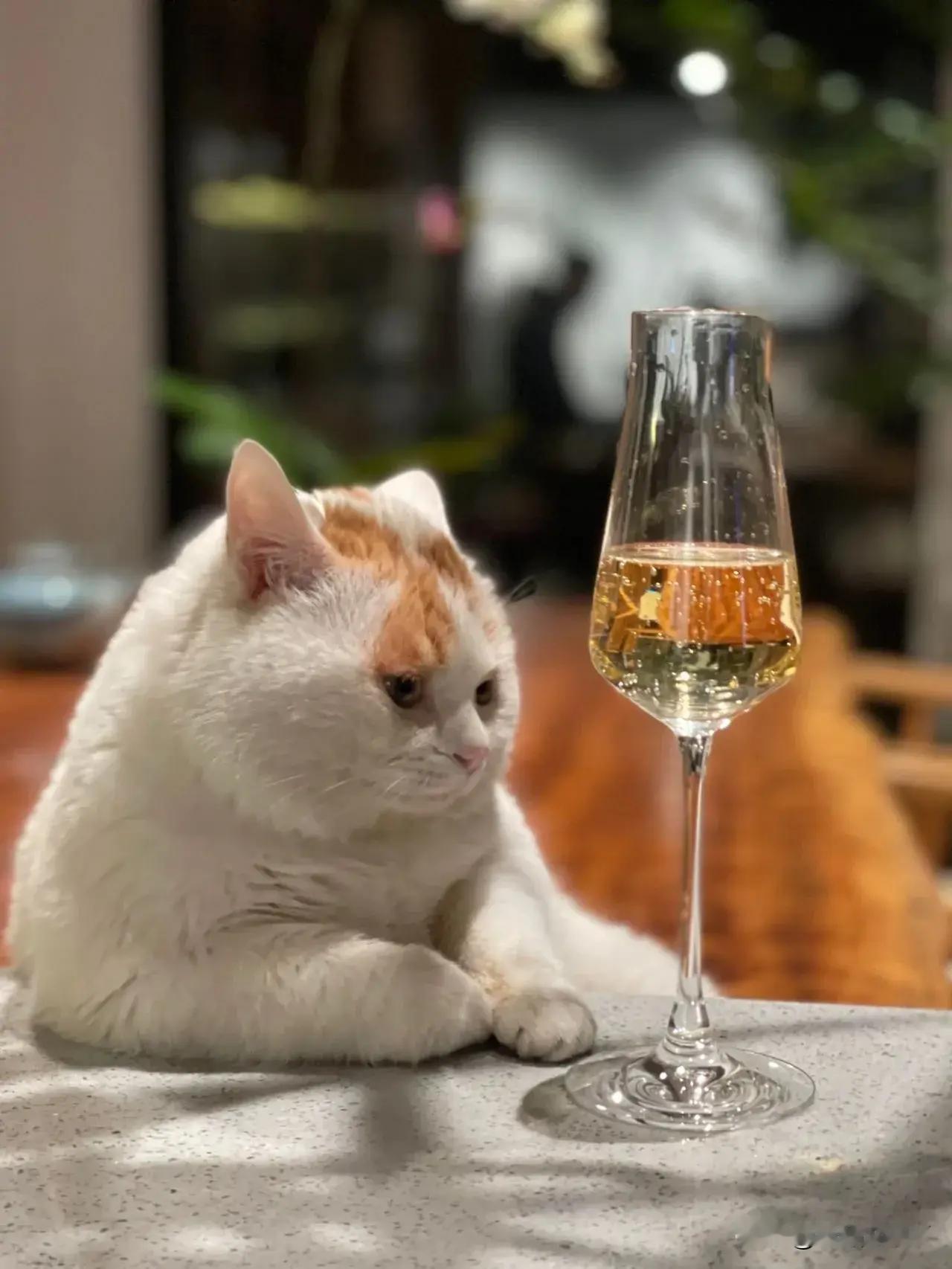 来自中国猫咪的松弛感🤭居然在它身上看到了成功人士的倦怠哈哈哈哈