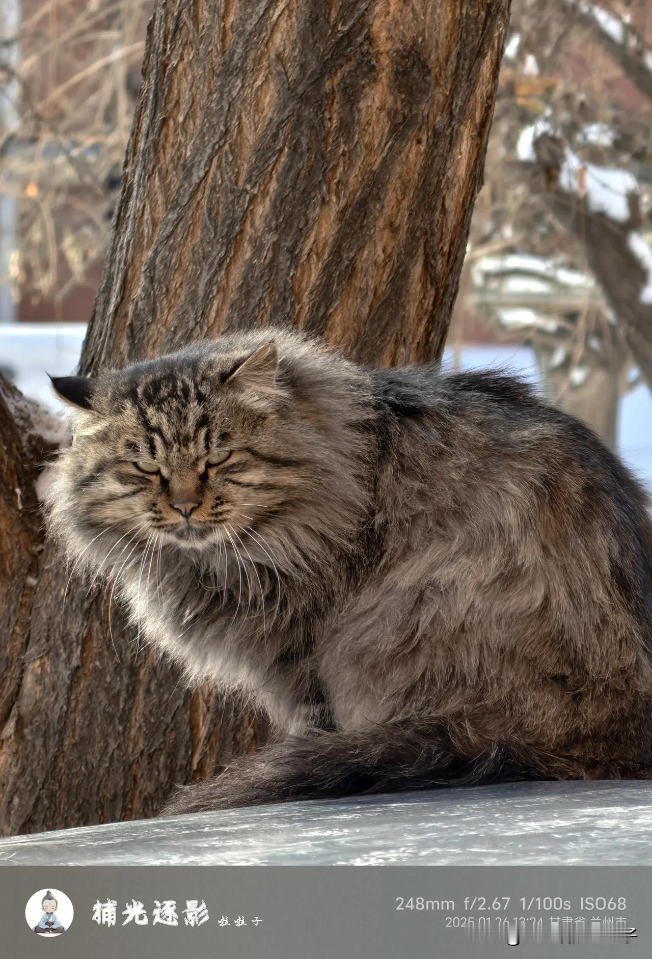 好凶的狸花猫狸花猫。