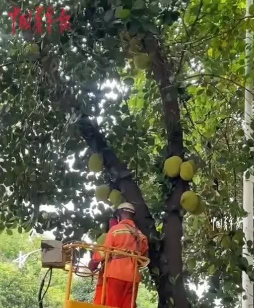 2025年6月，广西南宁，一女子在一路边发现一大摊菠萝蜜，不仅大个，还基本都成熟