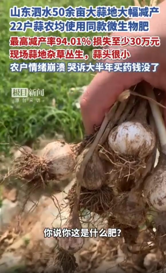 “太嚣张跋扈！”极目新闻5月22日报道，山东泗水，22户蒜农的集体噩梦始于一个拍