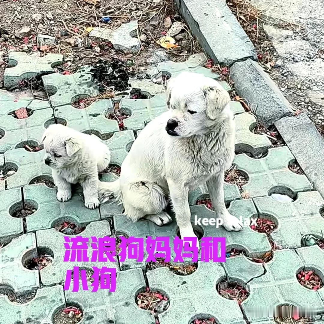 一只流浪狗妈妈，带着它的孩子，每天都会来到路边。狗妈妈一双带着渴望的眼睛，注视着
