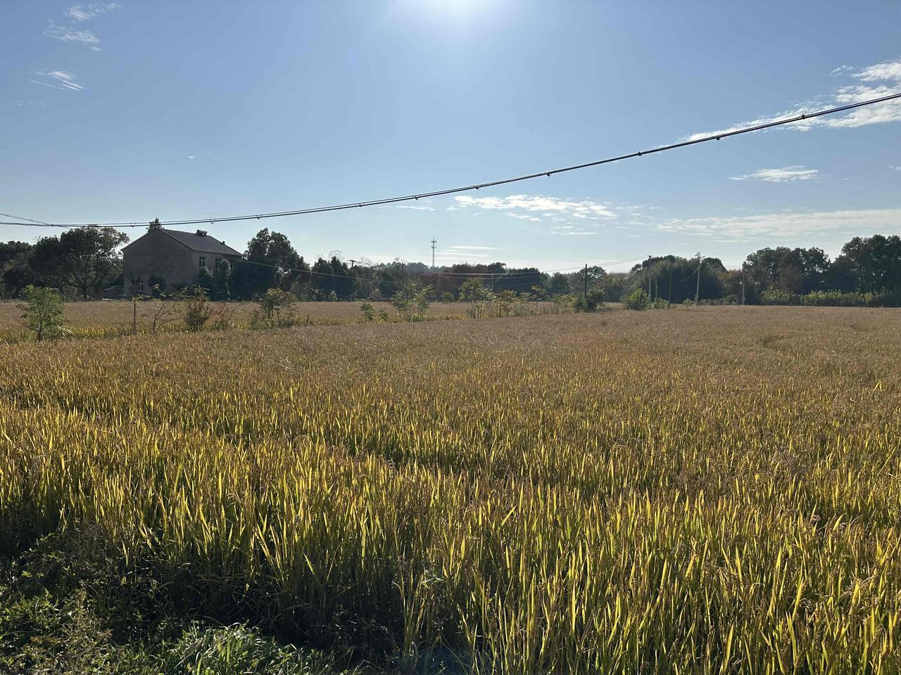 农村户口成"香饽饽"？不是虚火，是实实在在的权益升值！曾几何时，农村户口是不