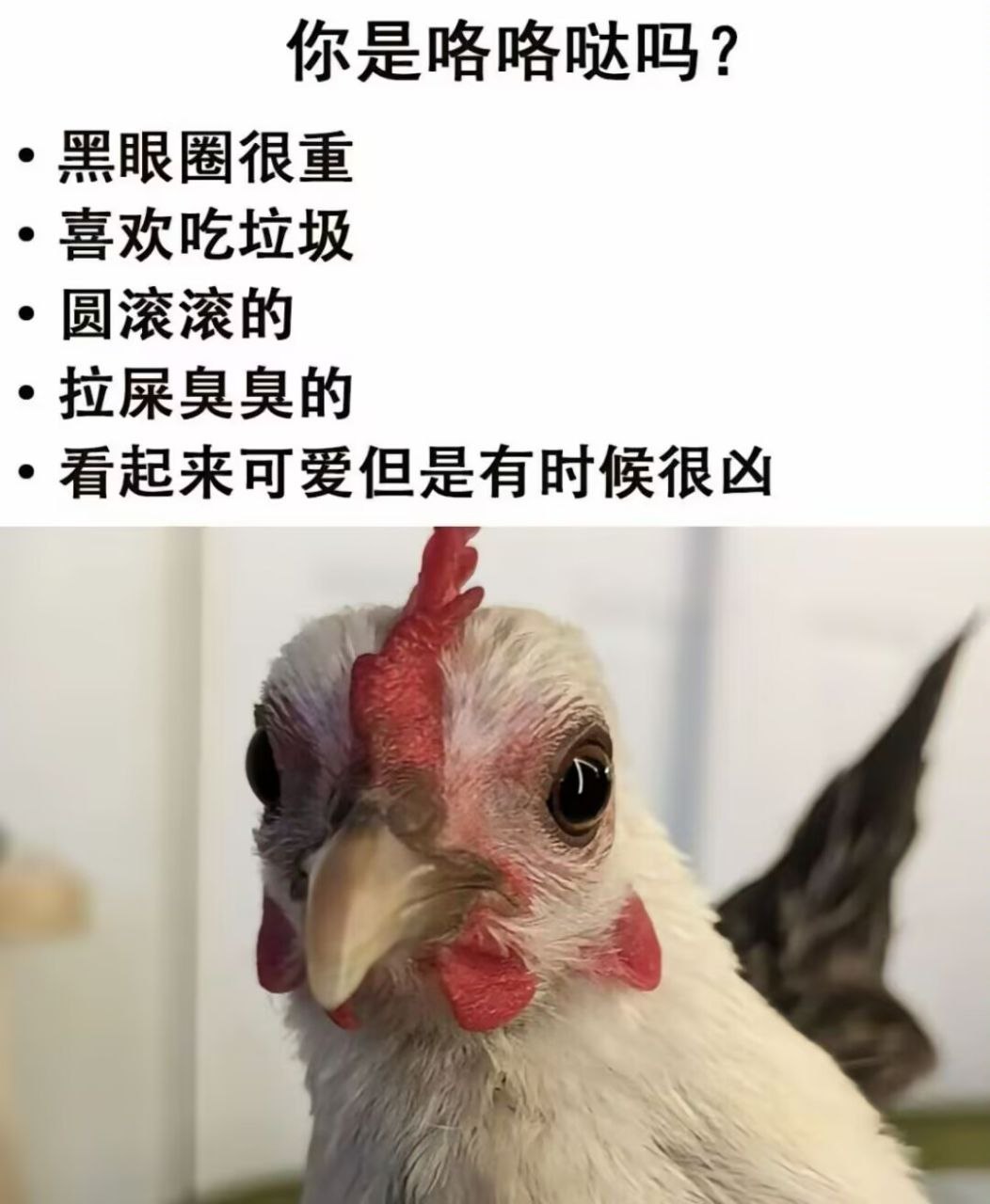 你是咯咯哒吗​​​